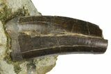 Serrated Tyrannosaur Tooth In Rock - Two Medicine Formation #145027-1